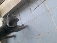 1 yaşında alışkın ısırma huyu yoktur kendini sevdirir