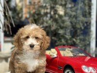 MİNİ MALTİPOO YAVRULARIMIZ