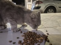 Şanlıurfa ücretsiz sahiplendirilecek kedimiz