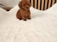 Toy Poodle Yavrularımız