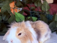 Orjinal Hollanda Teddy Lop Tavşanımız