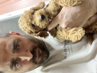 0.3 aylık erkek sağlıklı tüm aşıları tam poodle