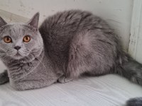Safkan British Shorthair