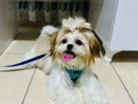 Shih tzu 2023 doğumlu yetişkin dişi