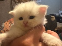 13 Nisan doğumlu beyaz scottish fold bebekler