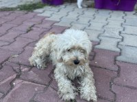 Maltese çok tatlı kopegimiz disi uyumlu