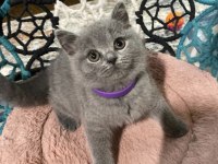 Güzeller Güzeli Brıtısh Shorthair Yavrularım
