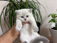 TESLİME HAZIR SİLVER POİNT BRİTİSH SHORTHAİR YAVRUM
