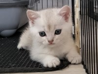 British shorthair ve longhair golden ve golden point yavru