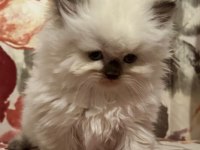 Golden tabby ve british short-longhair yavrularımız