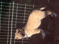 Safkan kangal yavrusu köpeğimiz 90 günlük