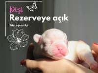 Brillante De Arte Kennel'dan Süt Beyaz French Bulldog