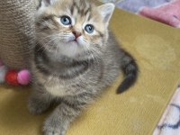 British shorthair evlatlar rezerveye açık