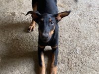 Varsa daha iyi doberman o da annesi