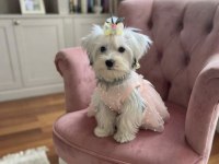 Dünyalar güzeli prenses köpeğimiz