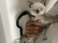 Son british shorthair blue point bebeğime yuva arıyorum
