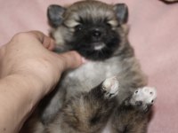 Safkan pomeranian bebekler