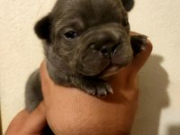 French bulldog