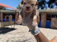 Maltipoo yavrularımız ruhsatlı çiftliğinden