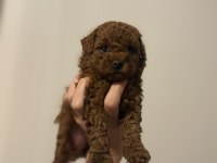 KORE 2 kg garantili toy poodle yavrular