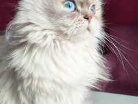 Scottish Extra Longhair Uzun Tüy Mavi Göz