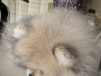 Pomeranian boo köpeği