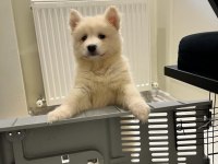 2 buçuk aylık A kalite Samoyed Yavru