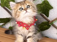 GOLDEN BRİTİSH DİŞİ AYICIK SURAT KIZIMIZ