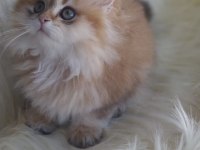 SAFKAN British Longhair ny11 Erkek
