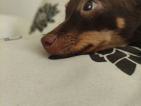 1.5 yaşında dişi pinscher