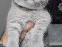 British shorthair kedimiz
