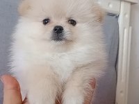 Pomeranian boo erkek