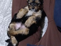 Yorkshire terrier yorki