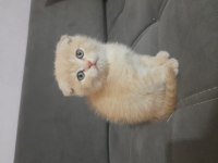 Scottish fold dişi kedimiz