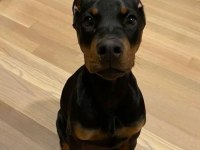 Irk Garantili Erkek Dişi Safkan Doberman Yavrular