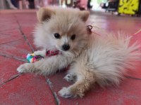 Mini Pomeranian Spitz