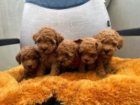 Toy Poodle Yavruları