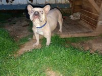 Maviş gözlü french bulldog köpeğim