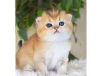 Scottish Fold Golden Dişi