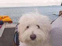 MALTİPOO KÖPEĞİM ÜCRETSİZ SAHİPLENDİRİLECEK