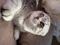 Eşsiz Nakışlı Scottish Fold Yavru