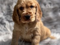 SAFKAN COCKER YAVRU KÖPEKLER