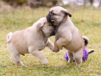 Safkan pug bebeklerim ev ortamı