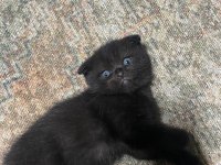 Top kafa scottish fold 2 aylık kardeşler