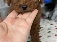 Gerçek Kore teacup toy poodle