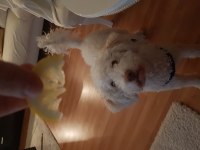 TERRİER VE POODLE MELEZİ ÖMÜRLÜK YUVA ARIYOR