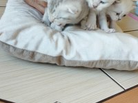 Güzel yavrularımız sahiplendirilecektir scottish fold