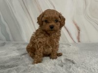 EN MİNİK MALTİPOO