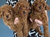 Toy Poodle Dünyasından Renk Renk Yavrular Ankara
