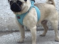 Genç Erkek Pug